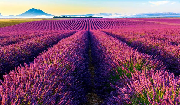 El campo de lavanda