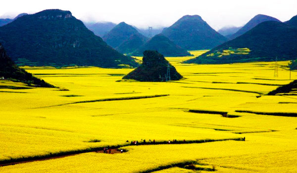 Los campos de canola