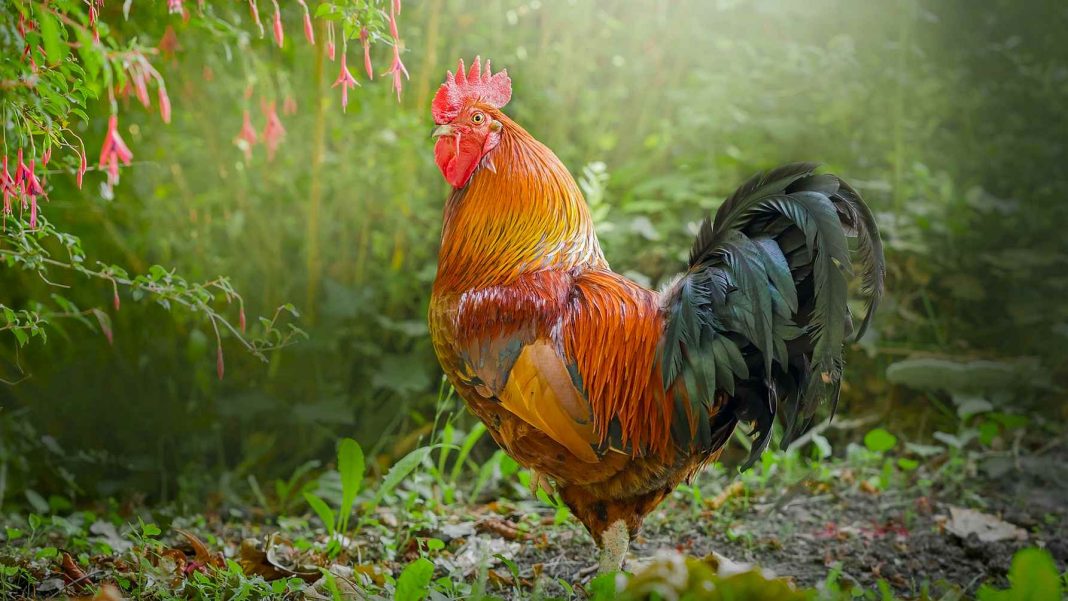 A qué hora cantan los gallos.