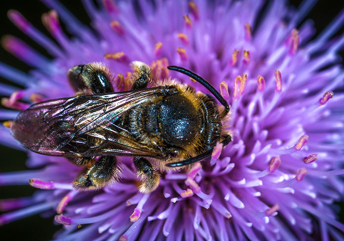 ¿Por qué se debe evitar la extinción de estos insectos?