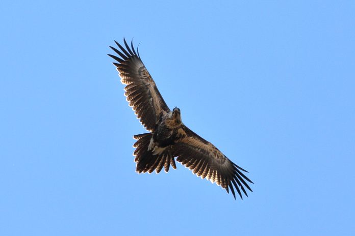 Ave gigante con las alas completamente extendidas, mostrando un patrón de color claro en sus alas que abarca el contorno de sus extremidades.