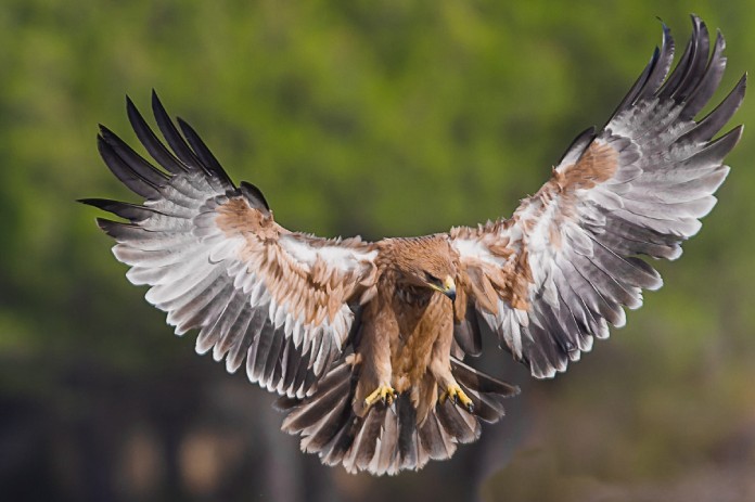 Águila en plenos vuelo a punto de caer sobre su preza.