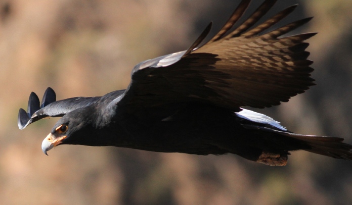 Un águila de color negro predominante en casi todo su cuerpo.