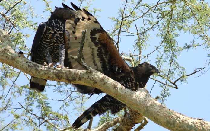 Dos águilas coronadas de color marrón con plumas blancas sobre una rama.