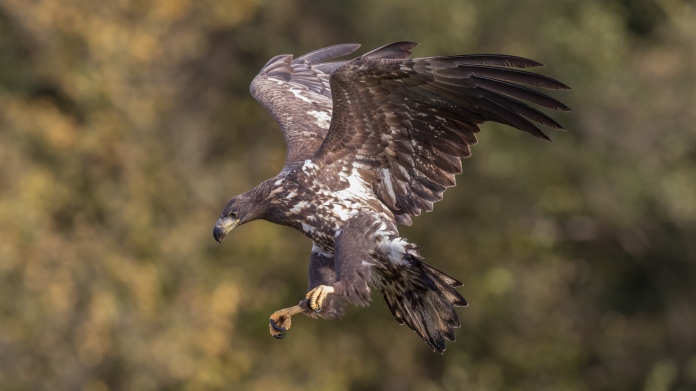 Águila en vuelo con las alas y garras extendidas en posición de ataque.