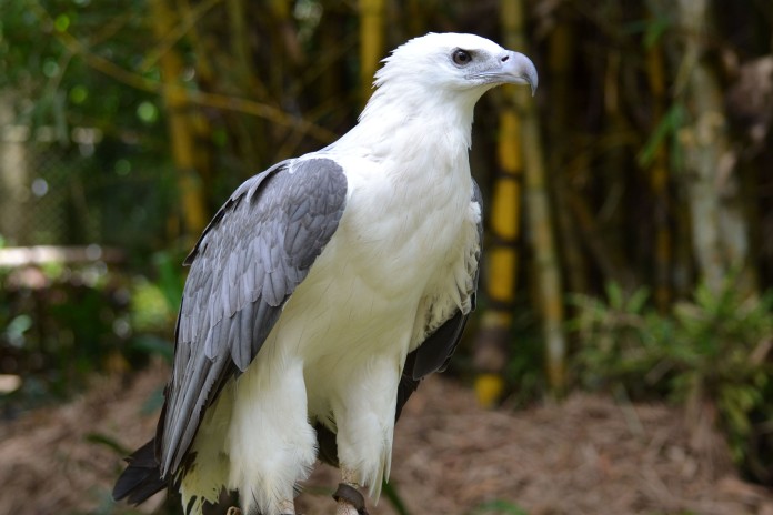 Águila de color blanco y alas negras.