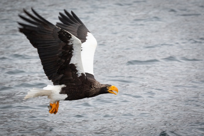 Una de las águilas más grandes del mundo en vuelo, llevando un pez capturado de las aguas.