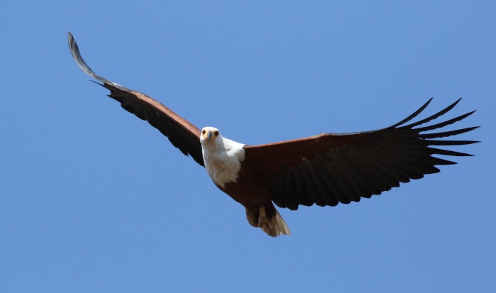Ave en vuelo sobre un cielo azul despejado, exhibiendo un plumaje blanco en toda la cabeza y cuello.