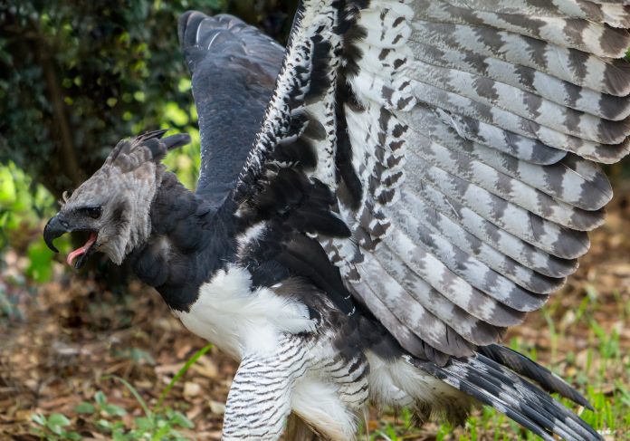 Una de las águilas más grandes del mundo en pose amenazante de color negro y blanco, con las alas extendidas de color gris moteado.