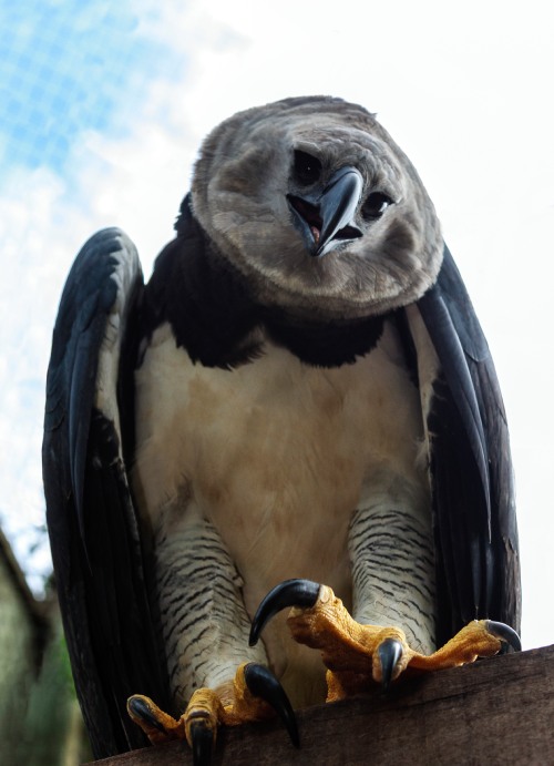 Una de las aves más grandes del mundo, exhibiendo una cresta en forma de disco al rededor de su cabeza de color gris, alas enormes de color negro y patas muy grandes con garras en forma de garfio.