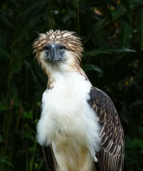 Un ave de gran pico, plumaje blanco en el pecho, alas de color marrón y cresta redondeada de color café con mechas blancas.