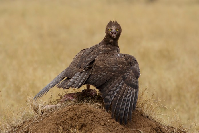 Águila de color marrón, considerada una de las águilas más grandes del mundo.