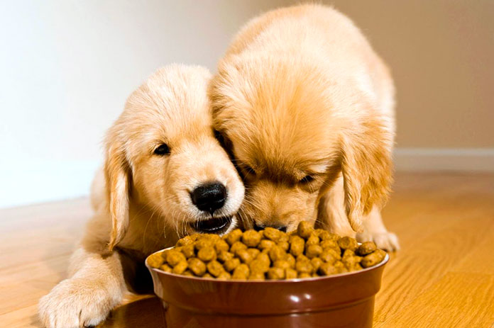 Resultado de imagen para perros alimentacion