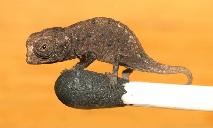 Brookesia micra, el camaleón más pequeño del mundo.