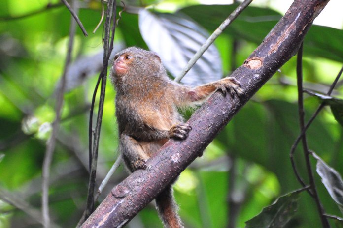 Cebuella pygmaea.