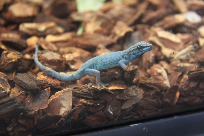 Gecko enano de Williams (Lygodactylus williamsi)