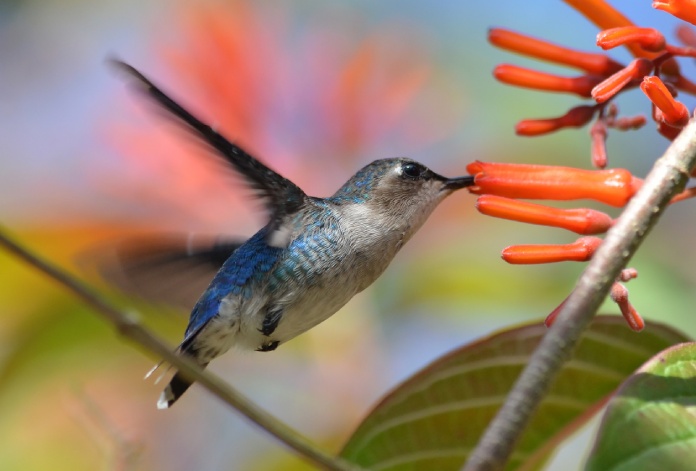 Mellisuga helenae, una de las aves más pequeñas del mundo.