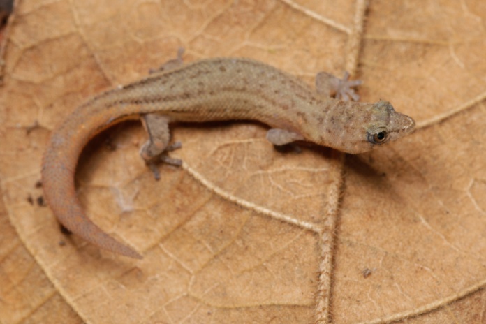 Sphaerodactylus ariasae, hay quienes creen que es el animal más pequeño del mundo.