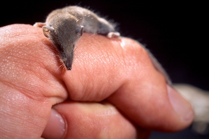 Musaraña etrusca, uno de los animales más pequeños del mundo.
