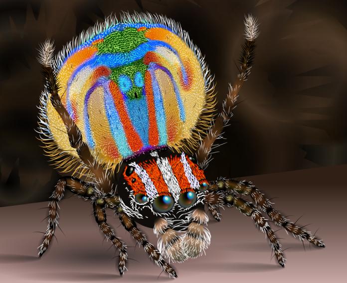 Maratus volans: El animal más pequeño del mundo.