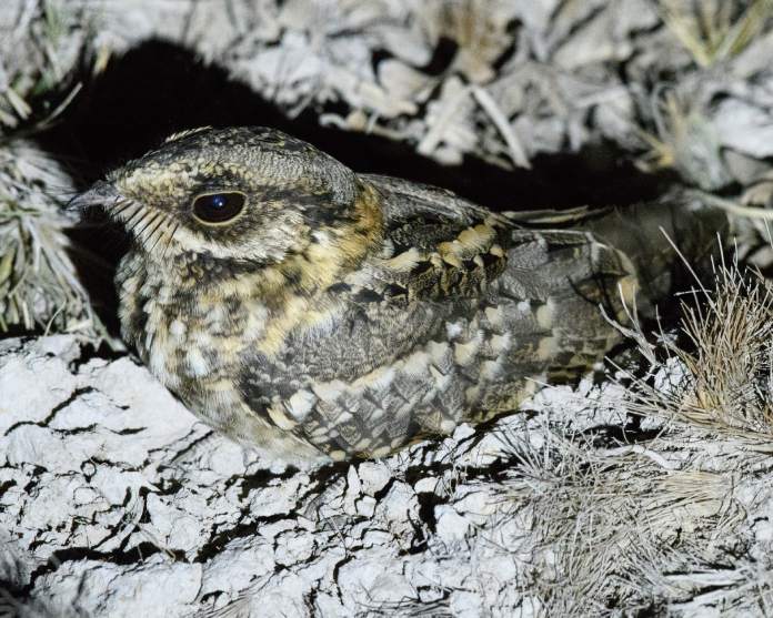 Pequeña ave en una cueva excavada con un plumaje camuflado.