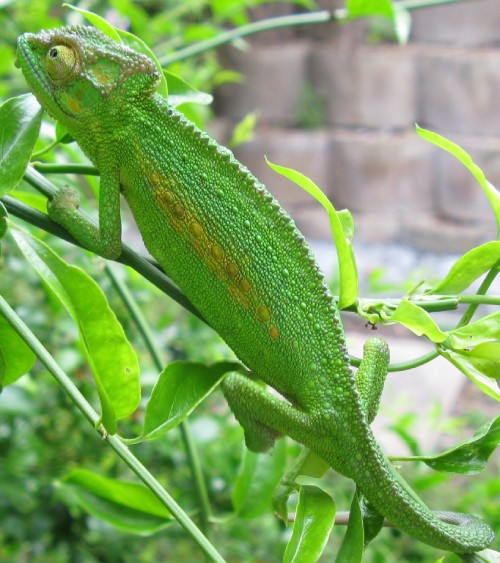 Camaleón de color verde intenso sobre ramas del mismo tono.