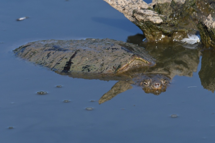 Tortuga sumergida casi por completo con algas y moho en el caparazón.