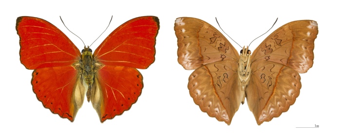 Vista superior e inferior de una mariposa. Una de las vistas es rojo intenso y la otra es completamente marrón.