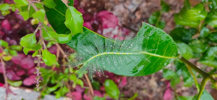 Oruga con muchos filamentos saliendo de su cuerpo. Tiene un contorno central similar al del centro de una hoja.