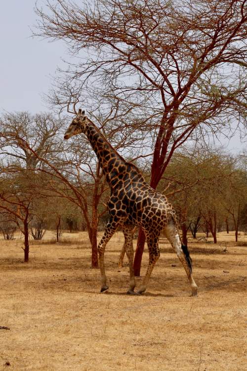 Jirafa en contraste con el entorno seco de la sabana con un camuflaje similar al del leopardo.