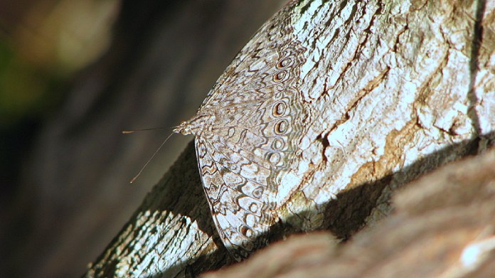 Mariposa de color gris sobre un tronco de tonalidades similares.