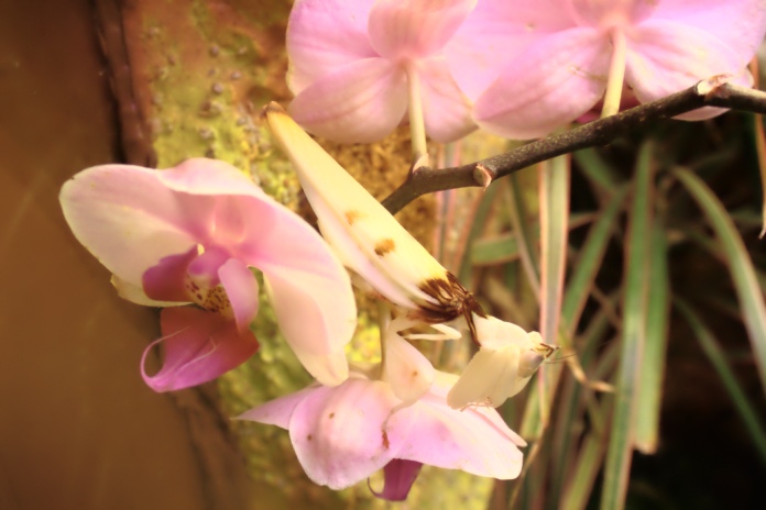 Hymenopus coronatus sobre orquídea Phalaenopsis.