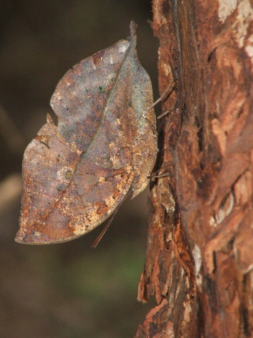 Una mariposa de color marrón que emula a la perfección a una hoja seca.