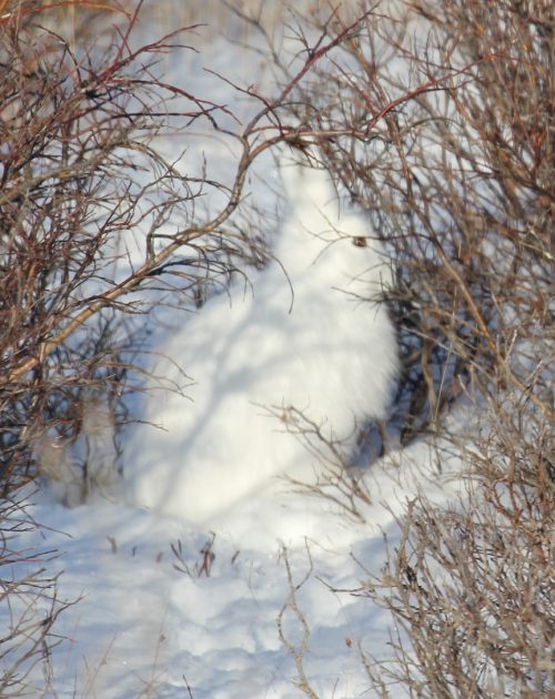 Un conejo tan blanco como la nieve del que únicamente resaltan sus ojos marrones.