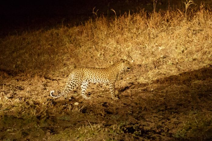 Un leopardo en contraste con la  vegetación.