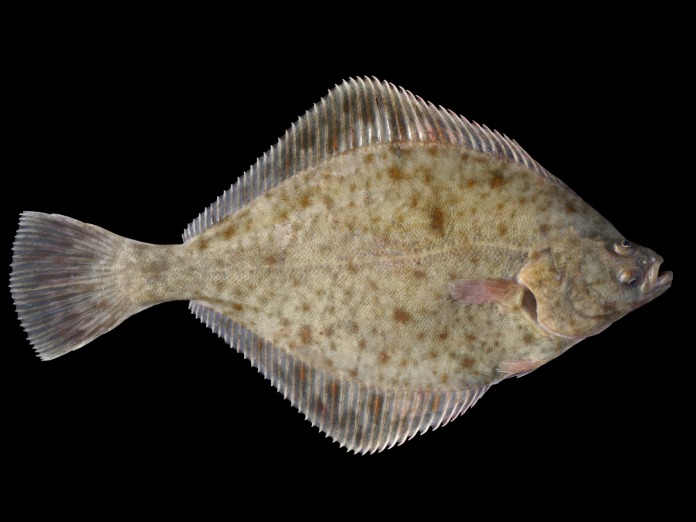 Un pez extraño con los ojos de un solo lado de la cabeza y cuerpo moteado similar al fondo marino arenoso.
