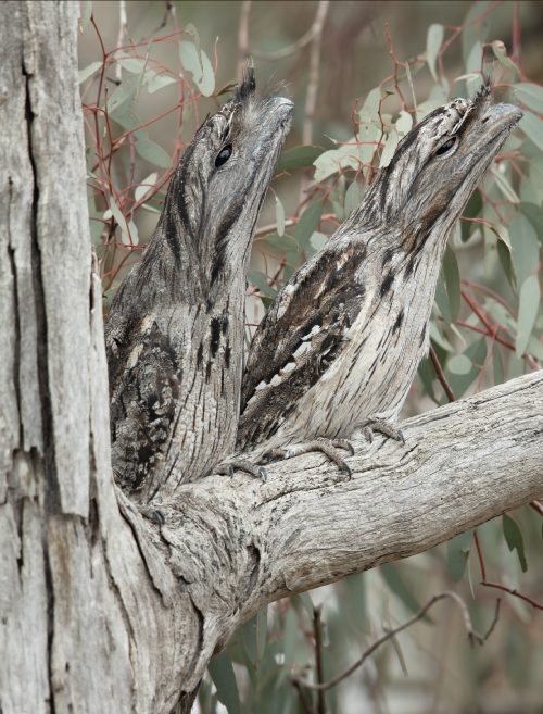 Dos aves de la clase Podargus strigoides sobre un tronco gris. Su particular pose les permite camuflarse como parte del trono.