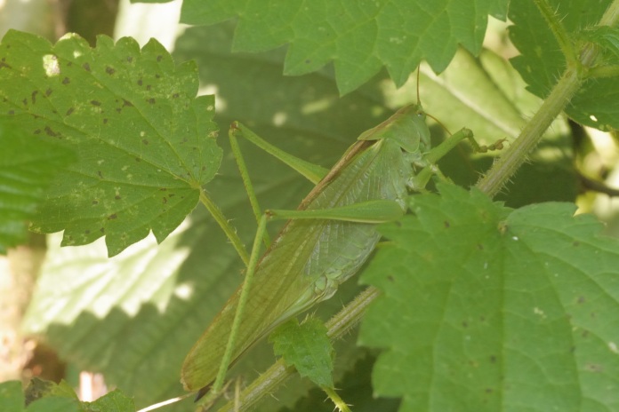 Pequeño insecto de color verde escondido entre hojas del mismo color, como un gran ejemplo de animales que se camuflan o usan el mimetismo.