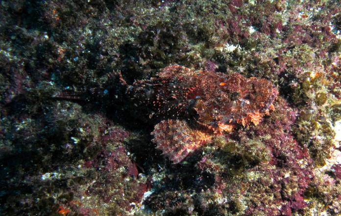 En el centro de la imagen se encuentra el pez escorpión, con tonalidades más naranja y purpura que el resto del fondo.
