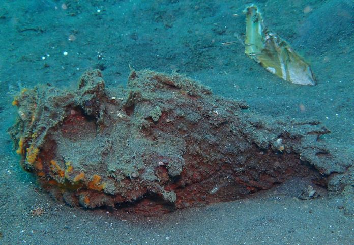 Un pez que usa camuflaje similar a un montón de tierra del fondo marino.