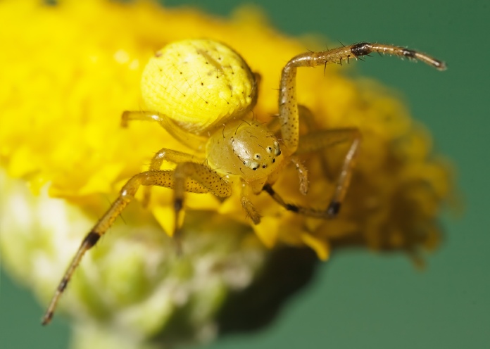 Una araña cangrejo de color amarillo sobre una flor del mismo tono.
