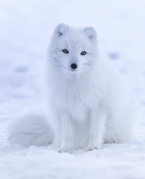 Pequeño zorro de pelaje muy blanco en contraste con la nieve.