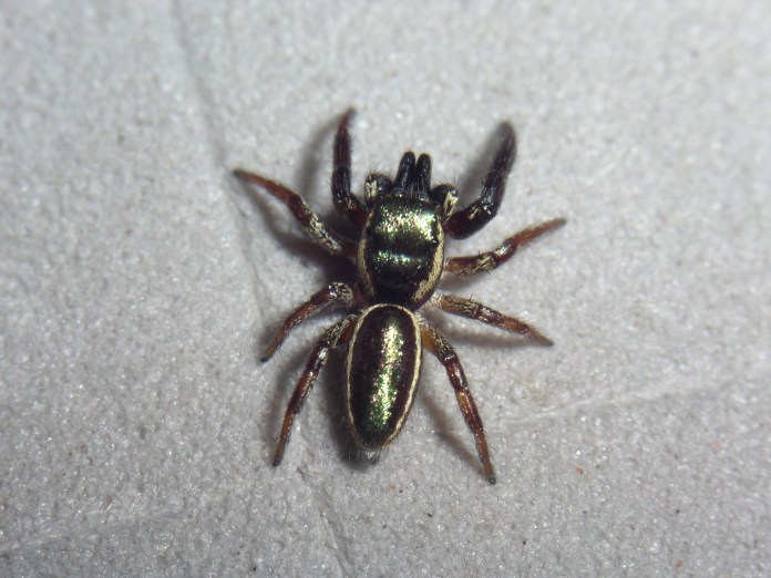 Araña de color verde brillante y líneas doradas.