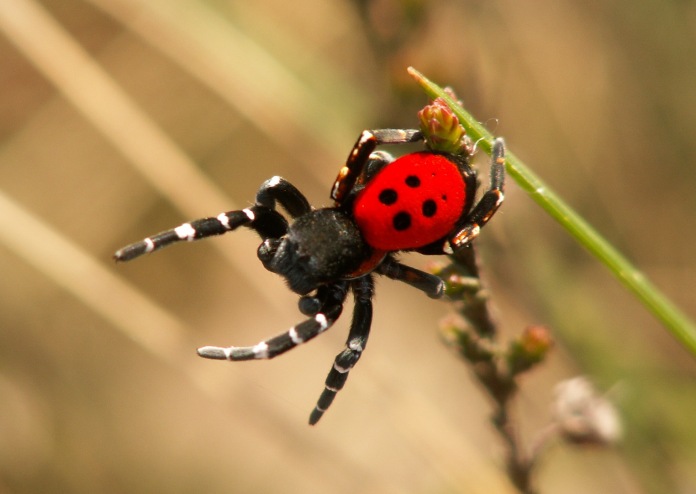 Araña de colores muy similares a una mariquita de color rojo con puntos negros y patas alargadas con franjas blancas.