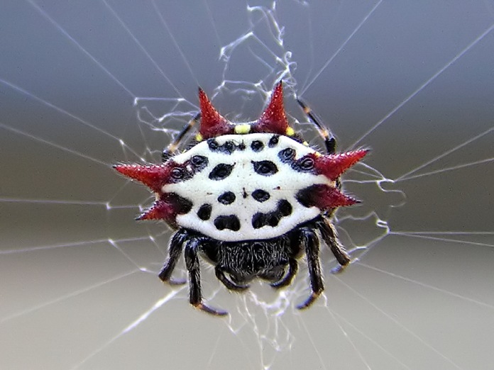 Araña de color blanco, puntos negros y cuerpo similar a un capazón con puntas de color rojo muy intenso saliendo de su cuerpo.