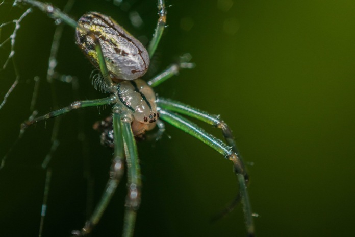 Araña de colores verde intenso y plateado metalizado.