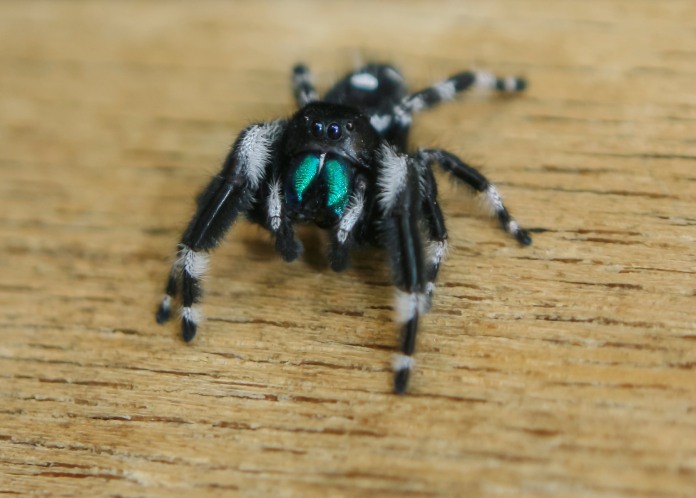 Araña de color negro predominante con franjas blancas e intenso color azul en la mandíbula.