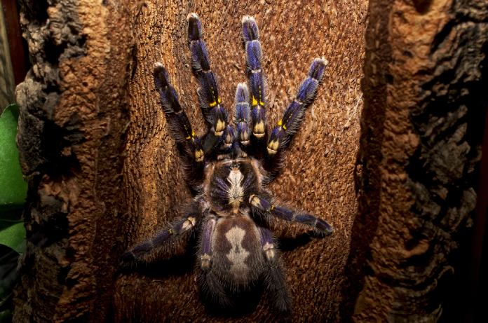 Araña o tarántula de color azul metalizado intenso, sobre un tronco de madera.