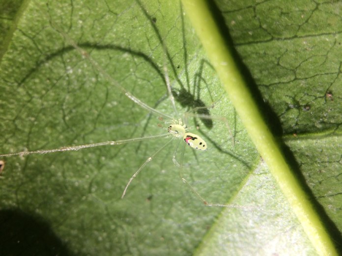 Araña pequeña de color verde con manchas de color rojo intenso en el vientre, muy similar a una cara sonriente.