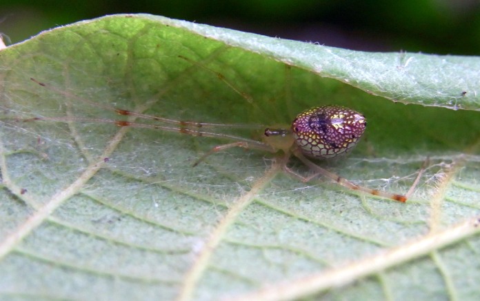 Araña semitransparente, carga en su vientre múltiples láminas multicolor que reflejan la luz.